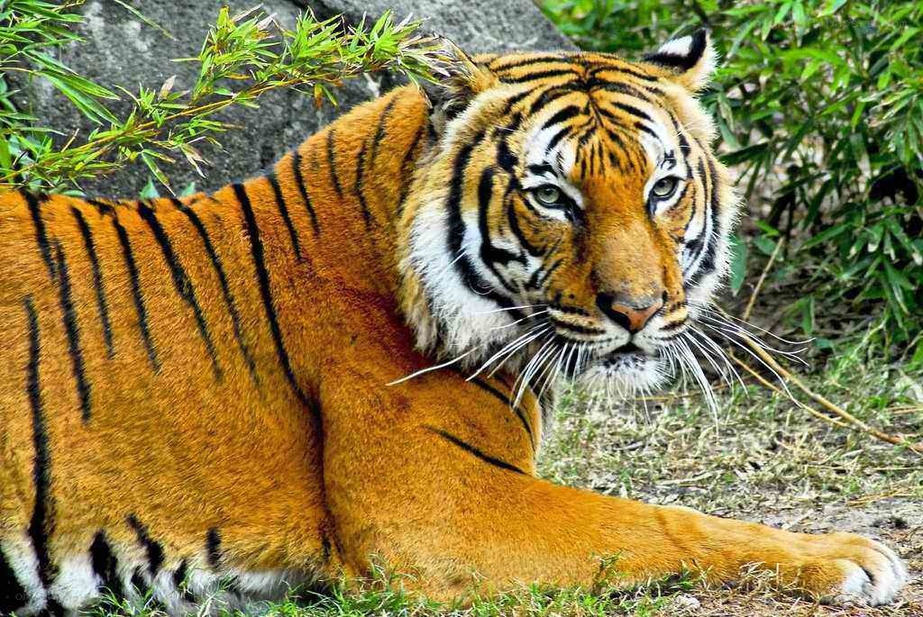tiger resting in the wild