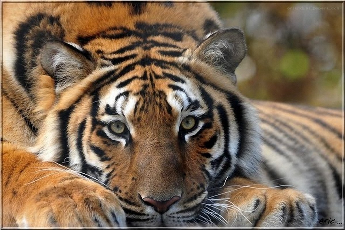 tiger resting in the wild