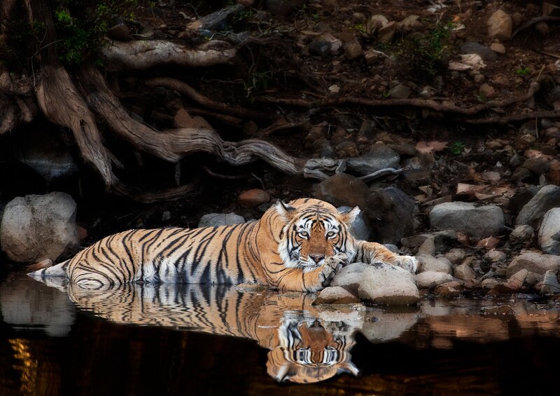 Tiger Resting in Water — Orange