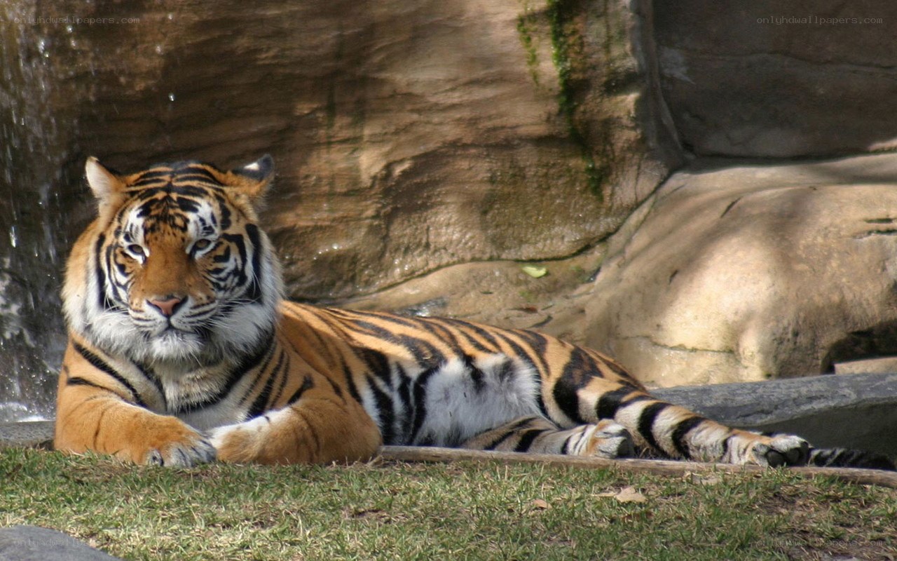 tiger resting near waterfall