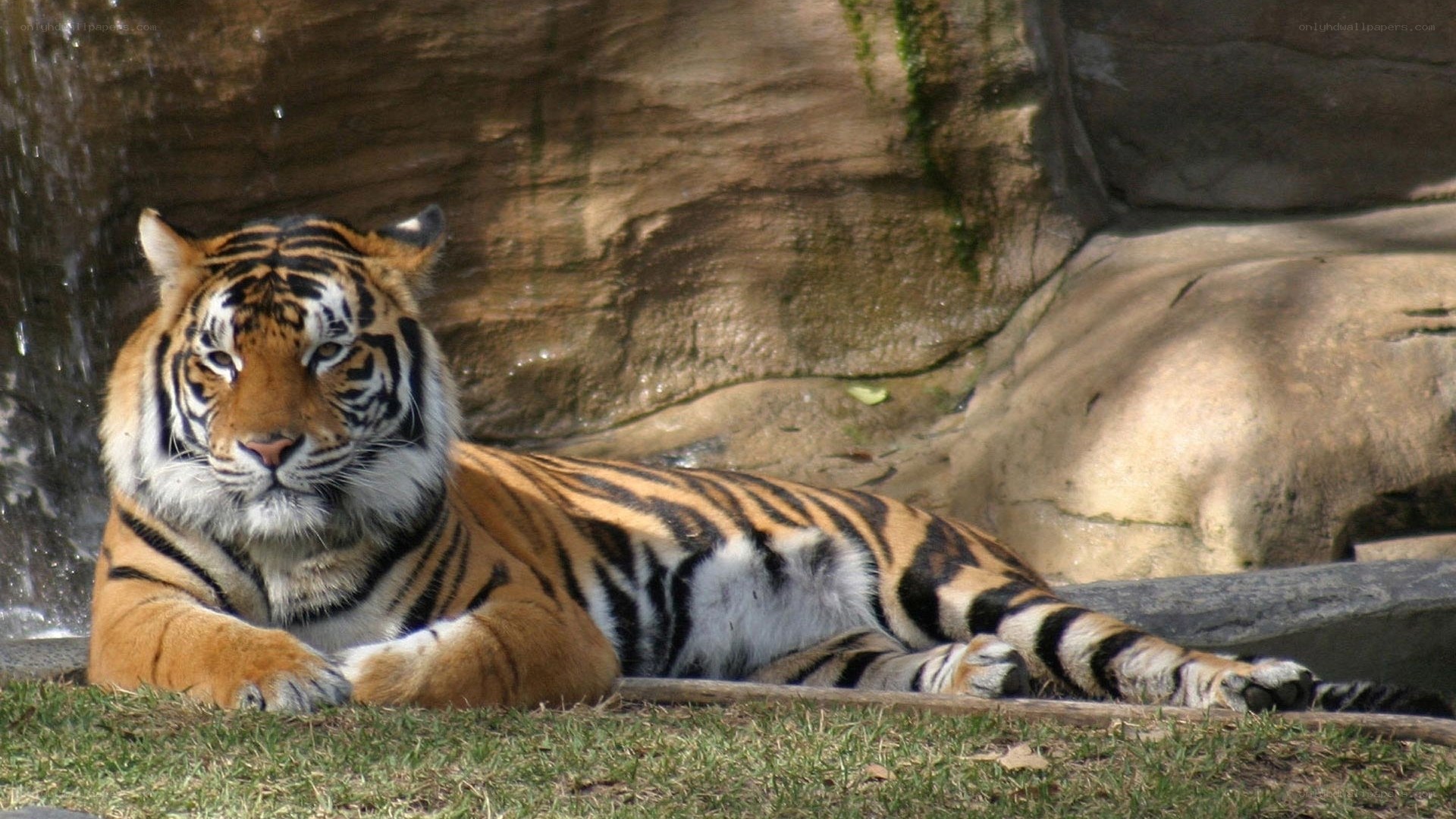 tiger resting near waterfall