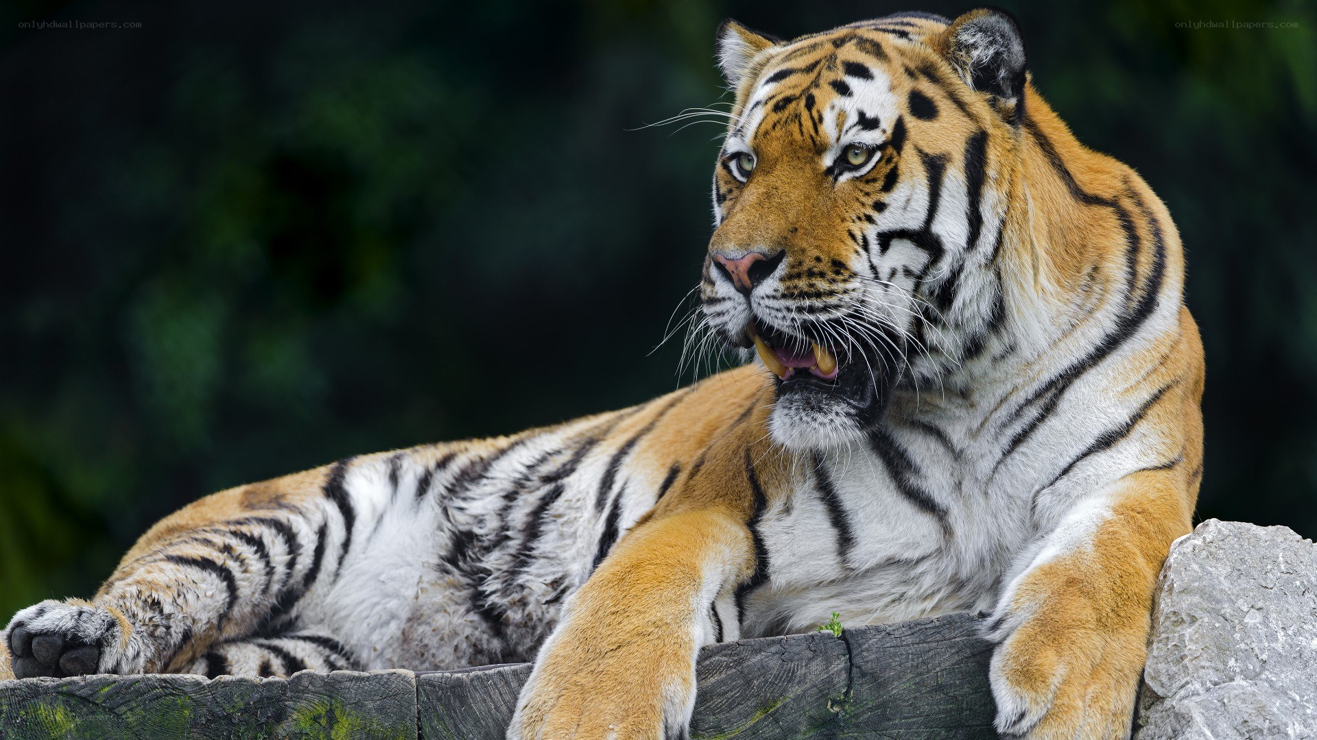 Tiger resting on a log