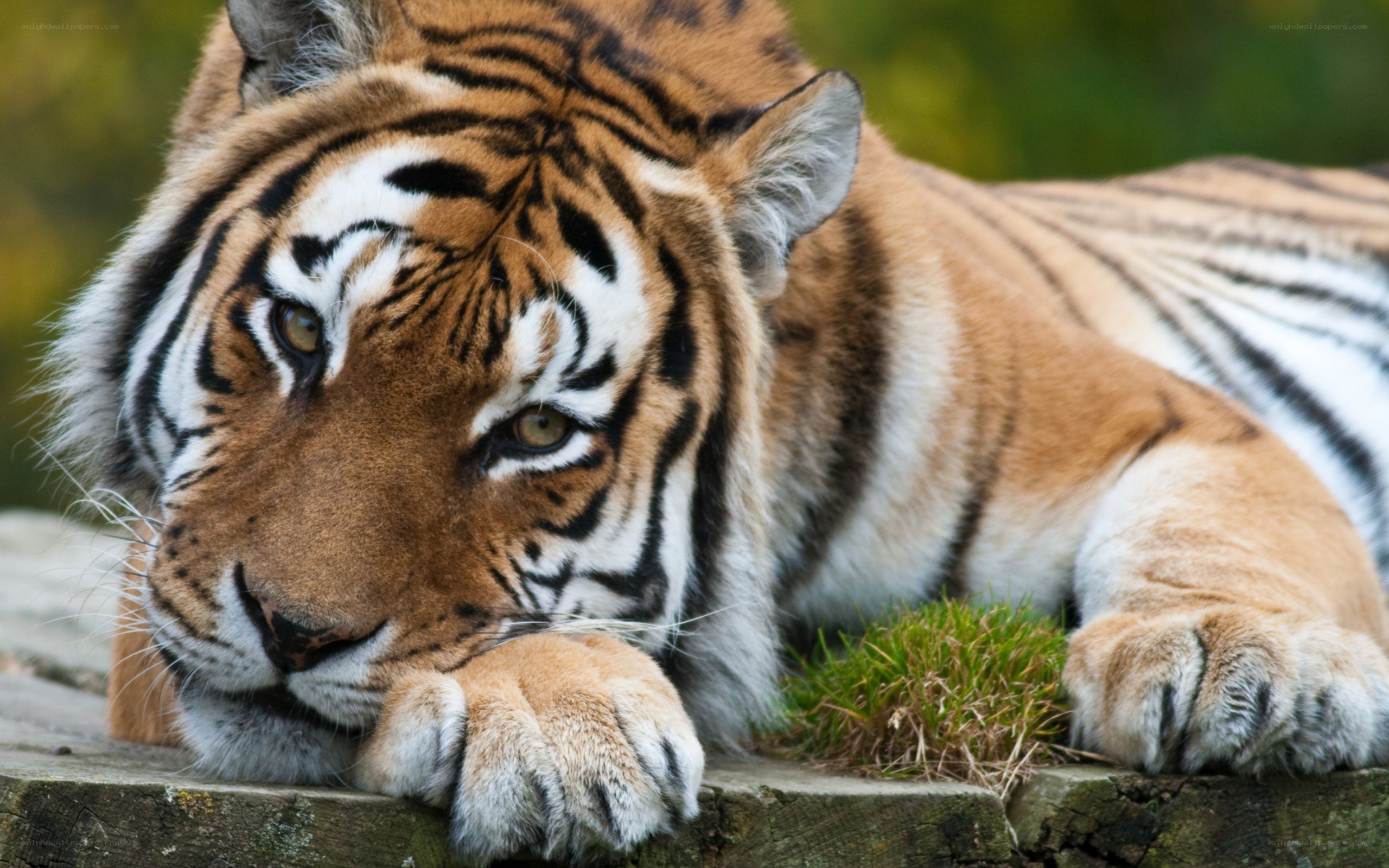 Tiger resting on a log