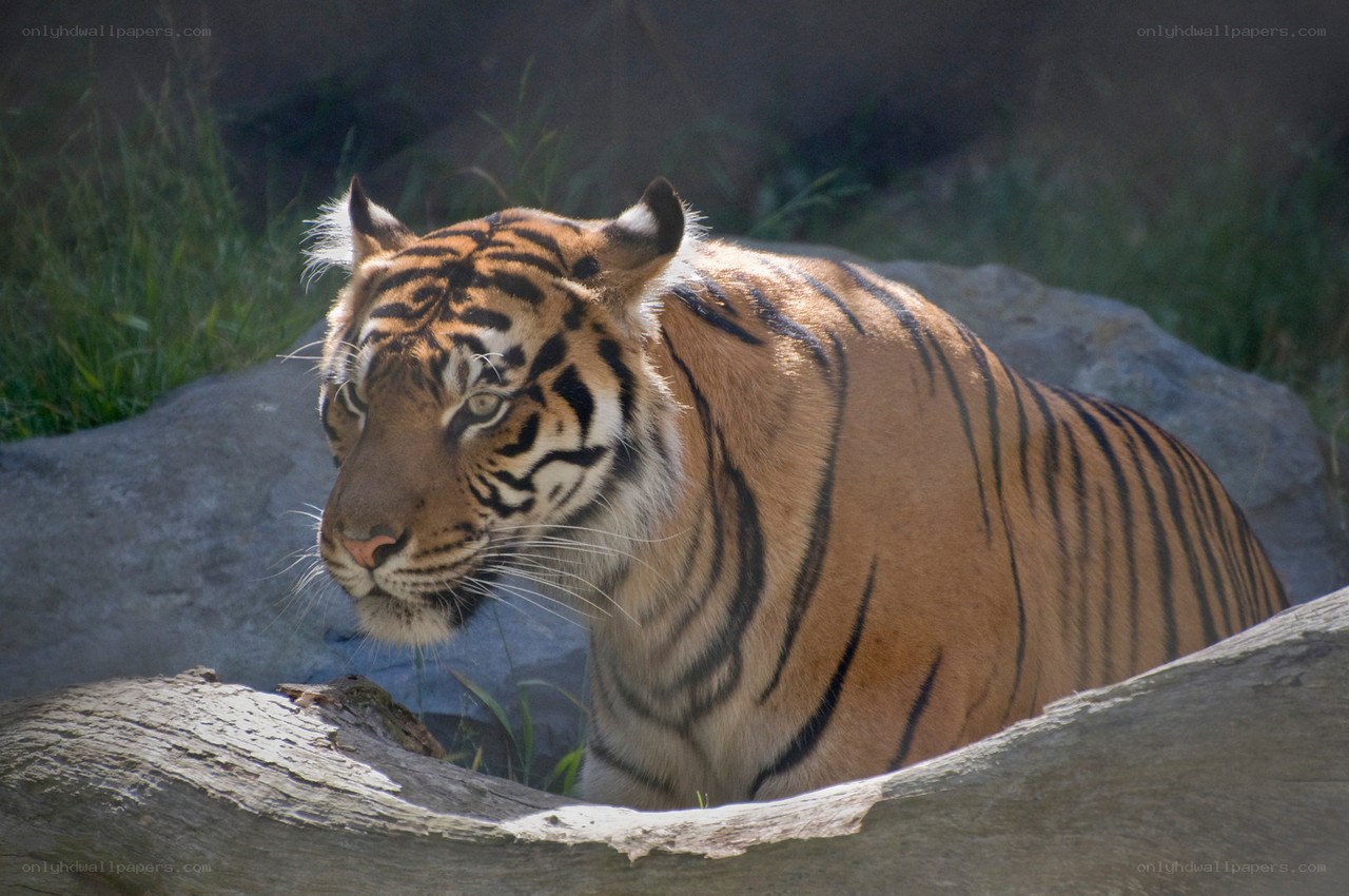 Tiger resting on a log