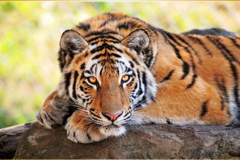 tiger resting on a log