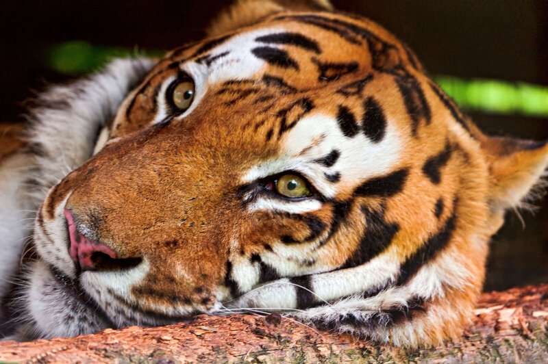 tiger resting on a log