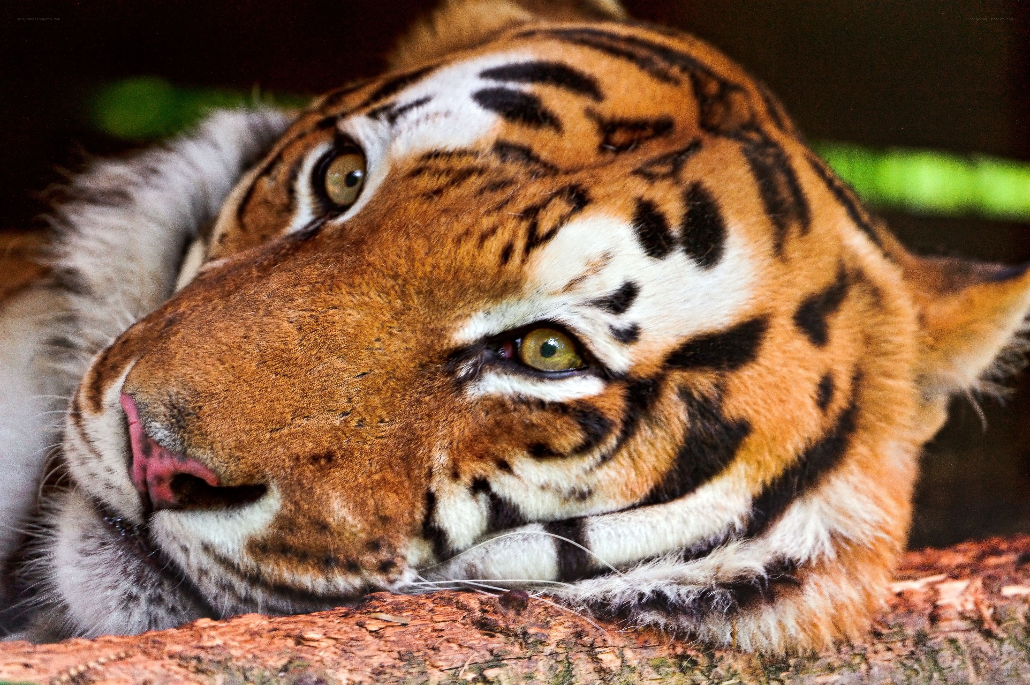 tiger resting on a log
