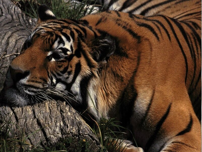 Tiger resting on a log