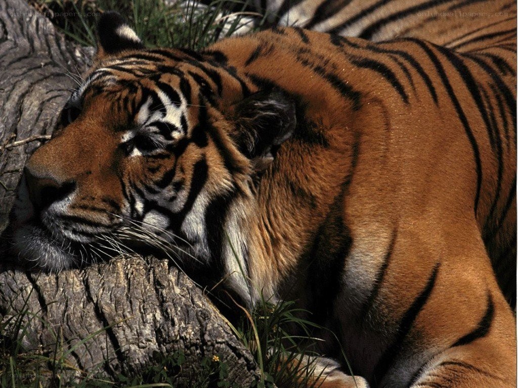 Tiger resting on a log