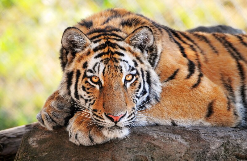 tiger resting on a log