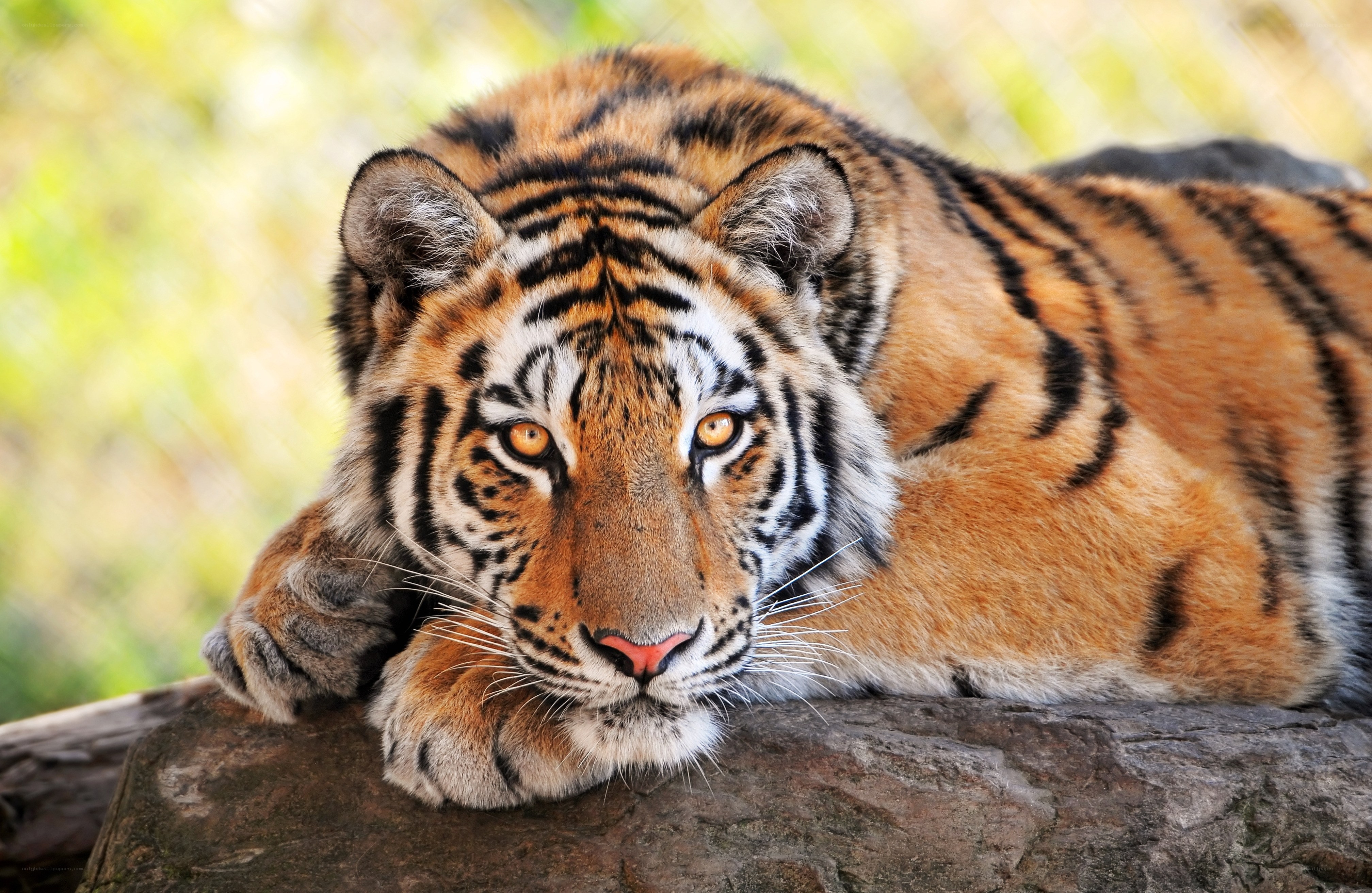 tiger resting on a log