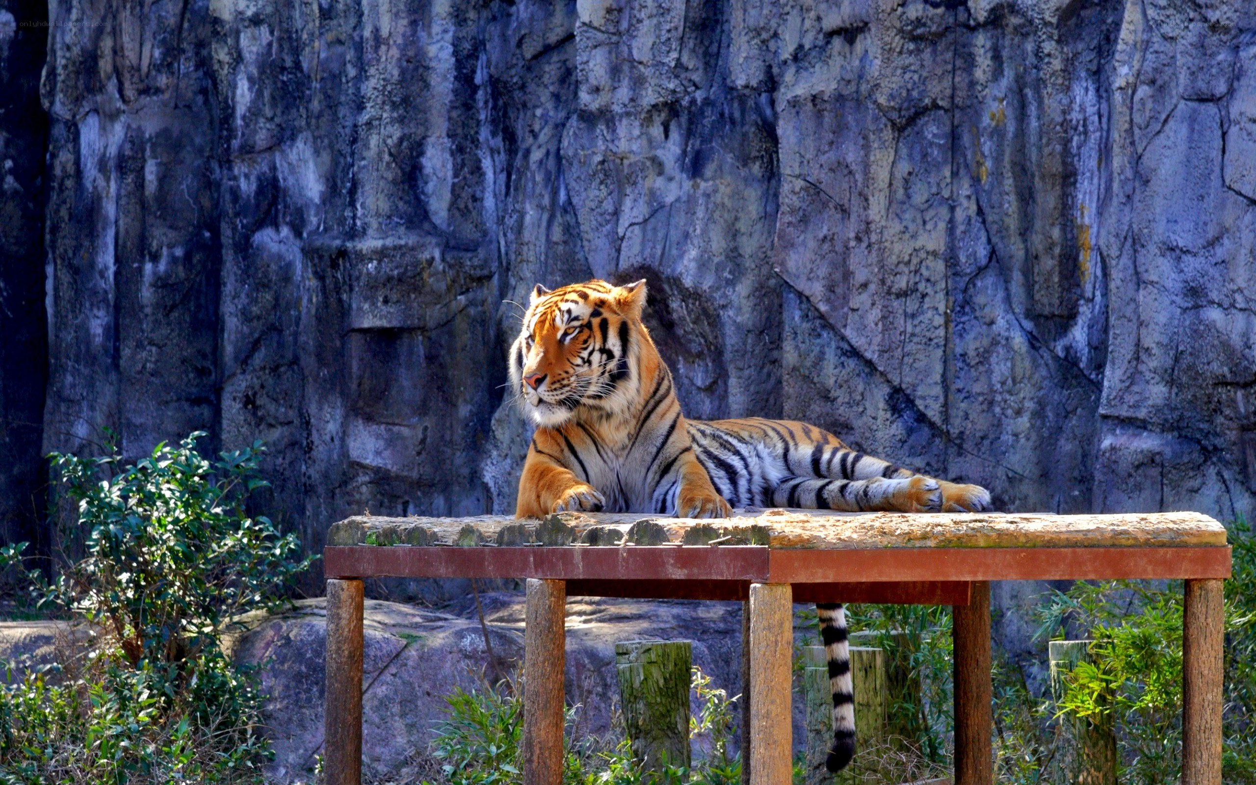 Tiger resting on a platform