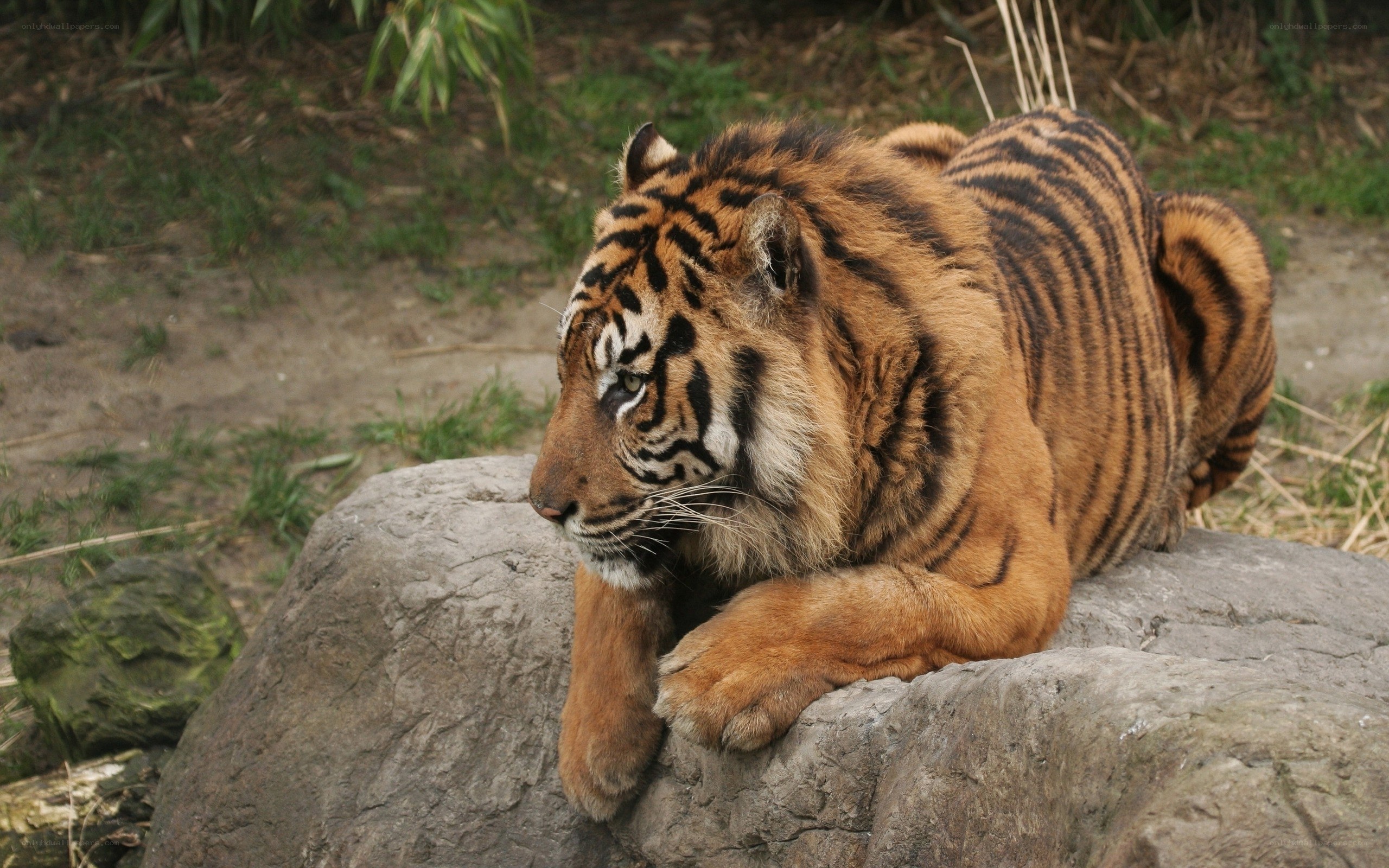 tiger resting on a rock