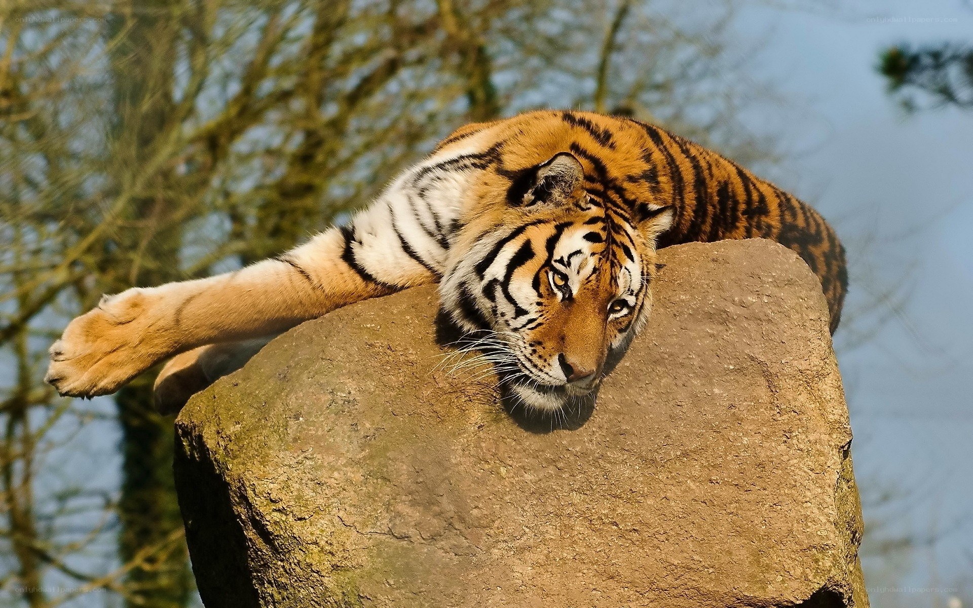 Tiger resting on a rock