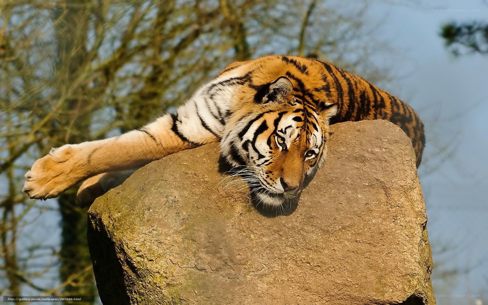 Tiger resting on a rock