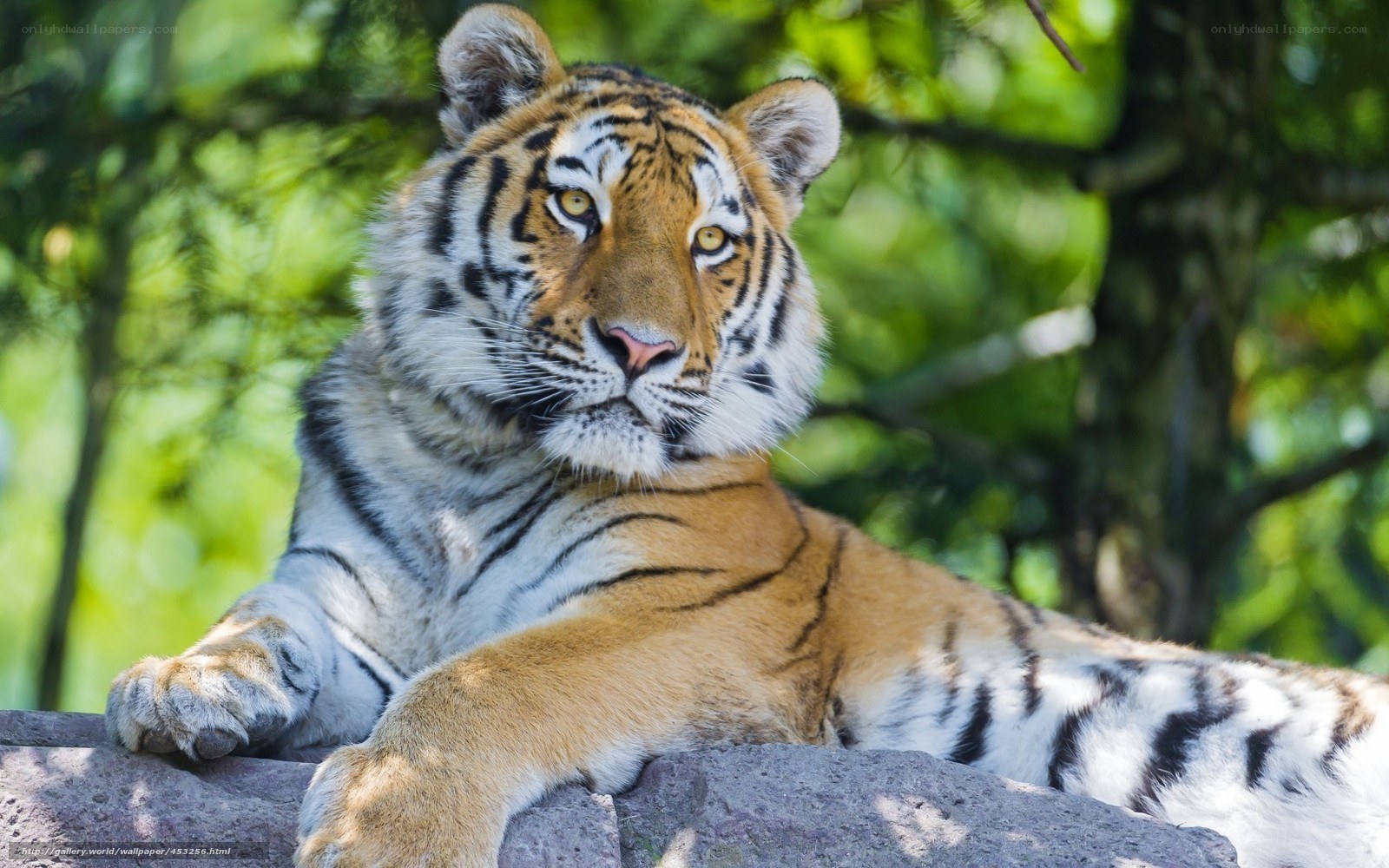 Tiger resting on a rock