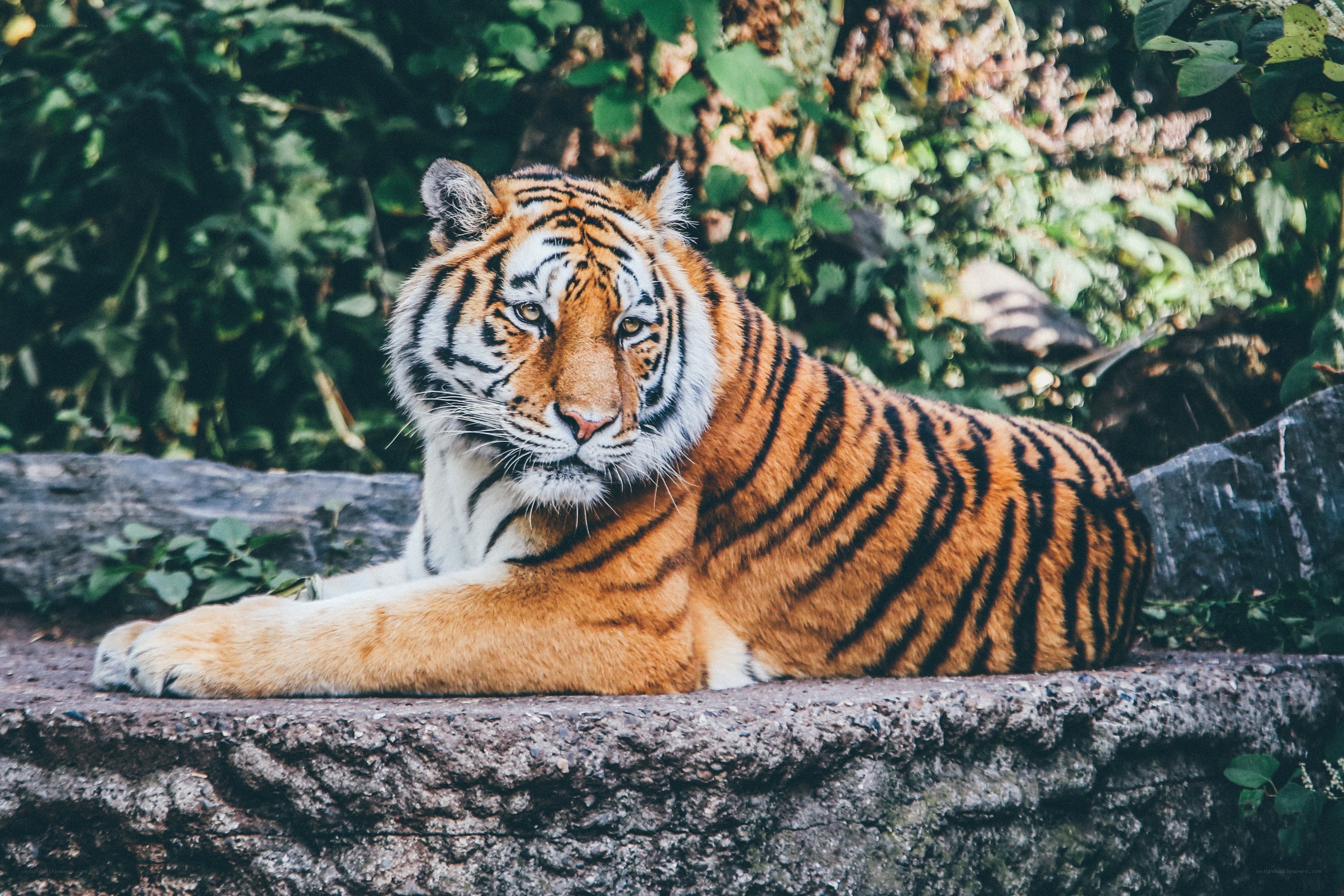 Tiger resting on a rock