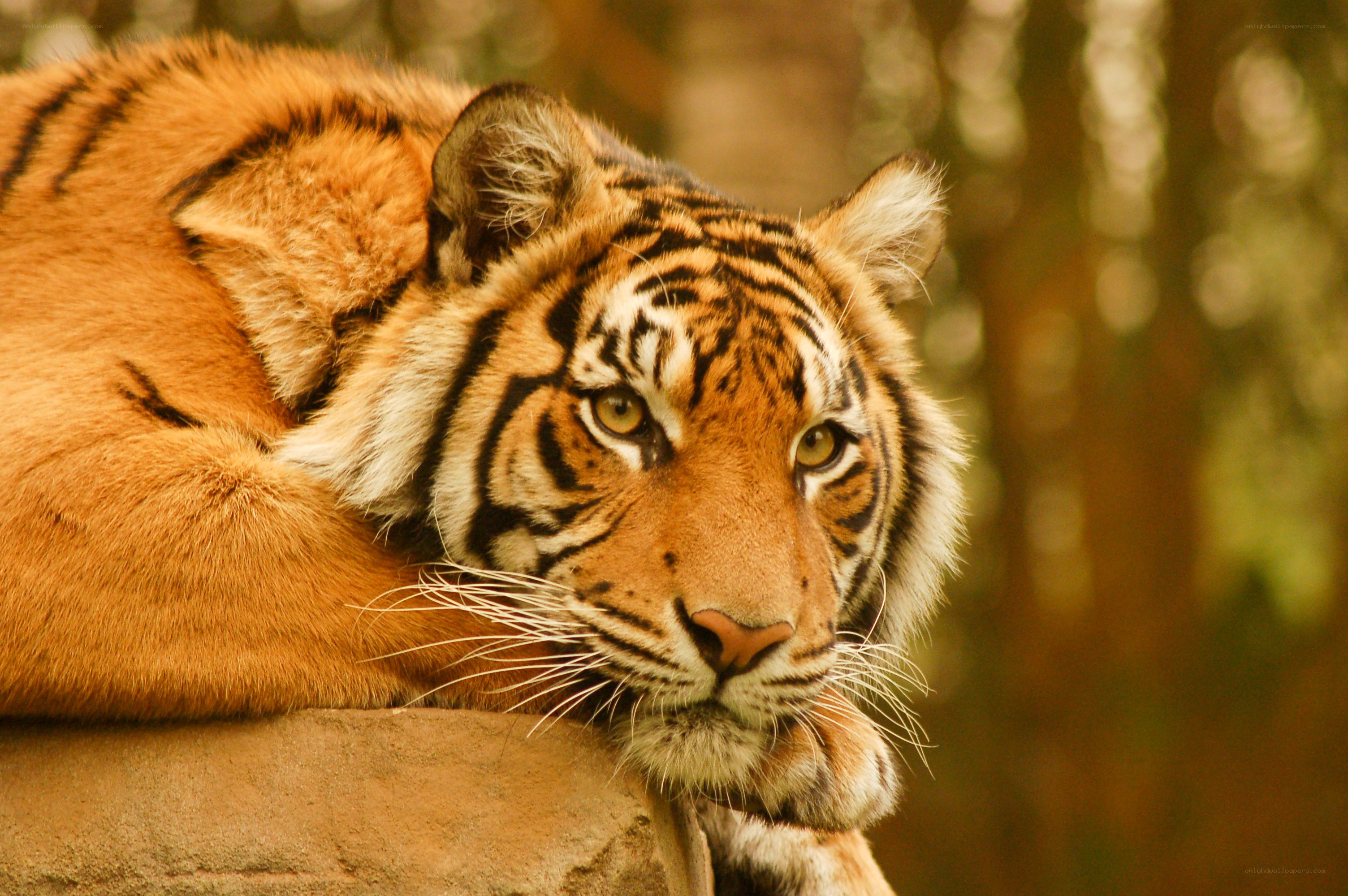 Tiger resting on a rock