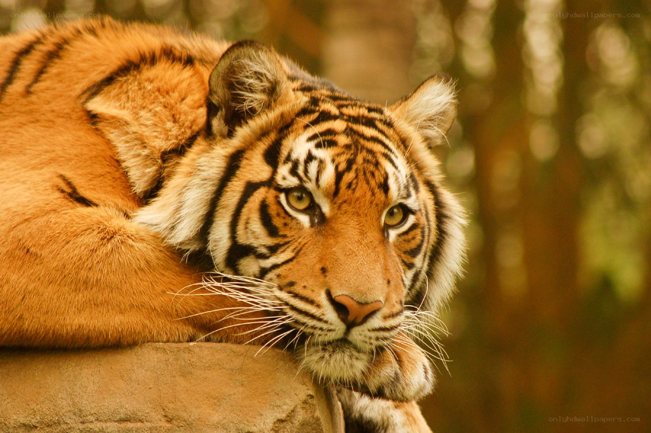 tiger resting on a rock