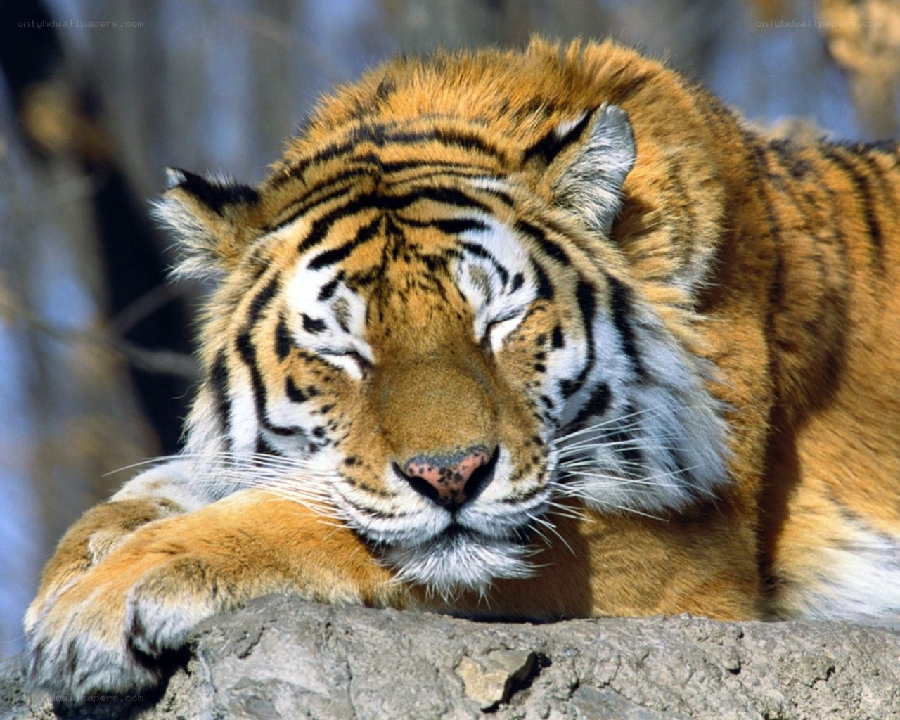 Tiger resting on a rock