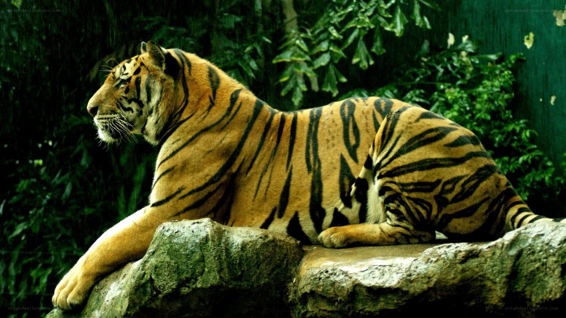 tiger resting on a rock