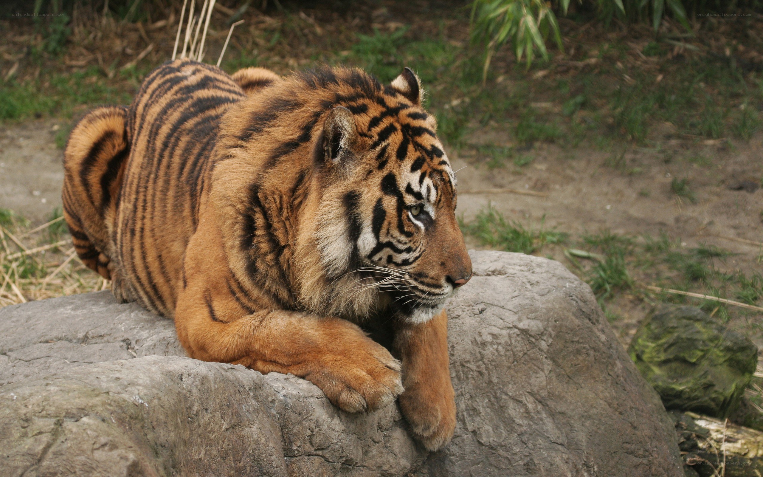 tiger resting on a rock