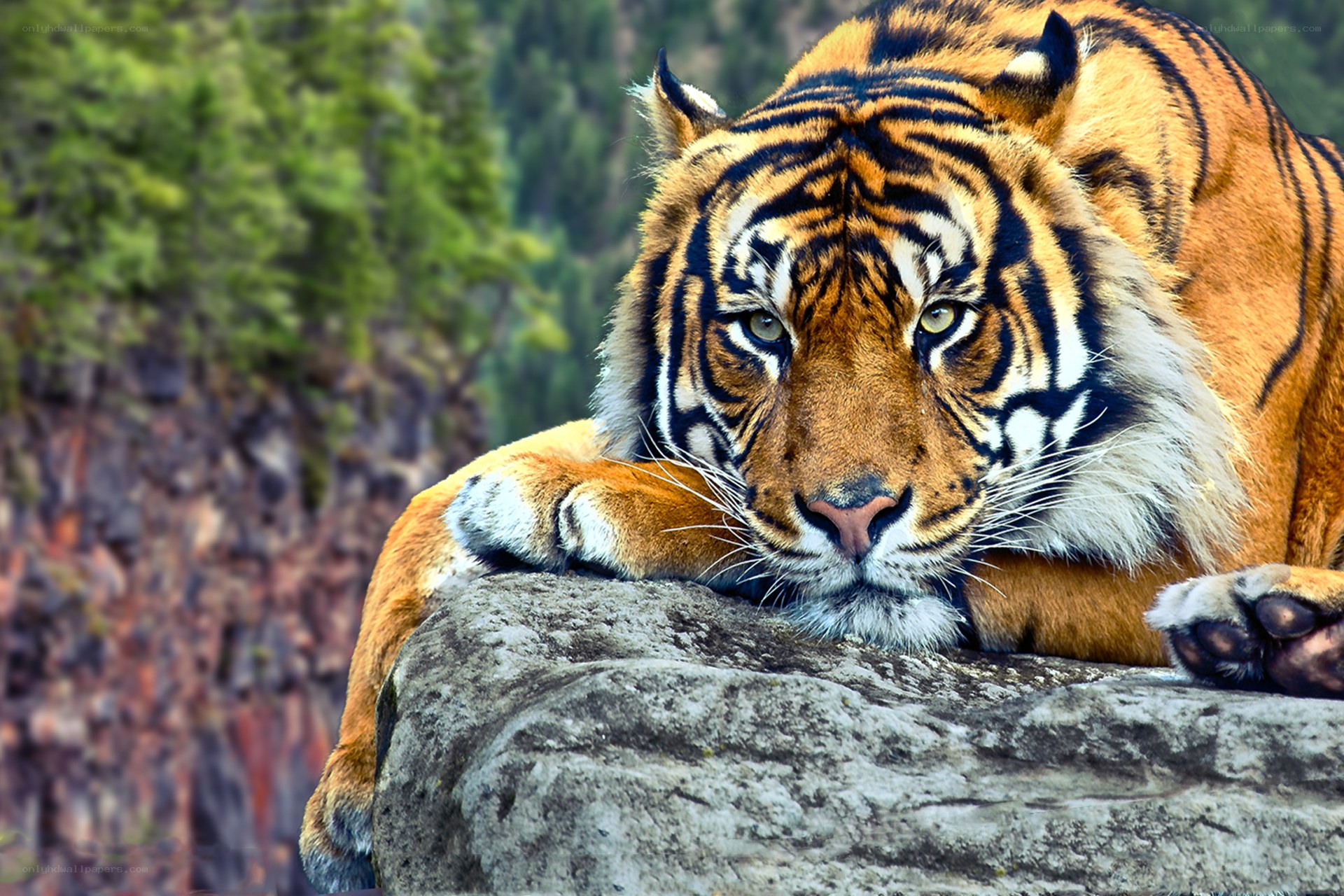 Tiger resting on a rock