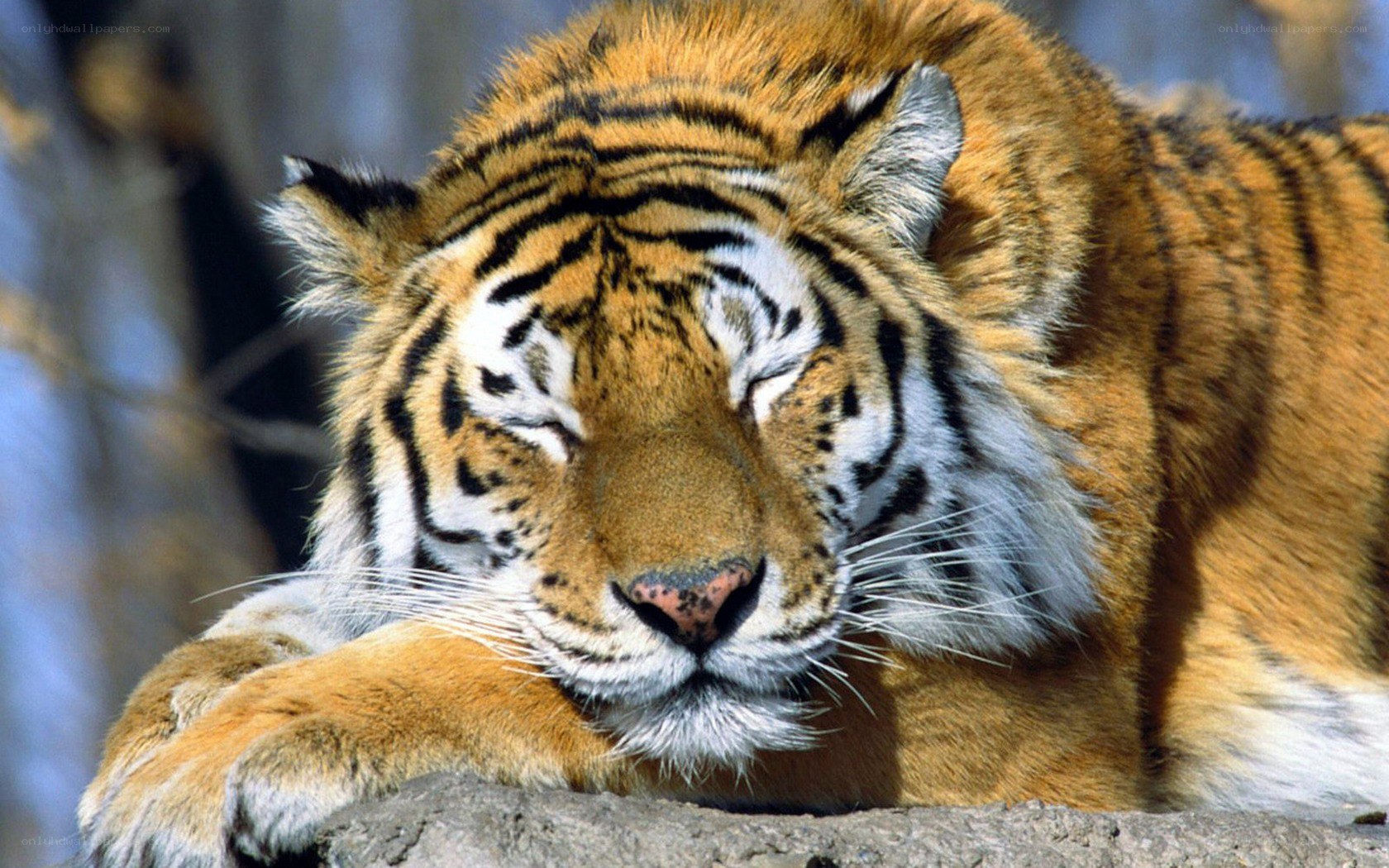 tiger resting on a rock