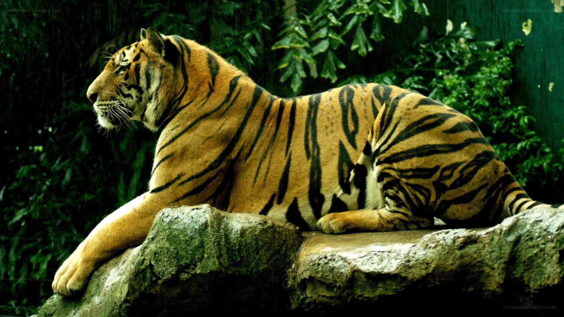 tiger resting on a rock
