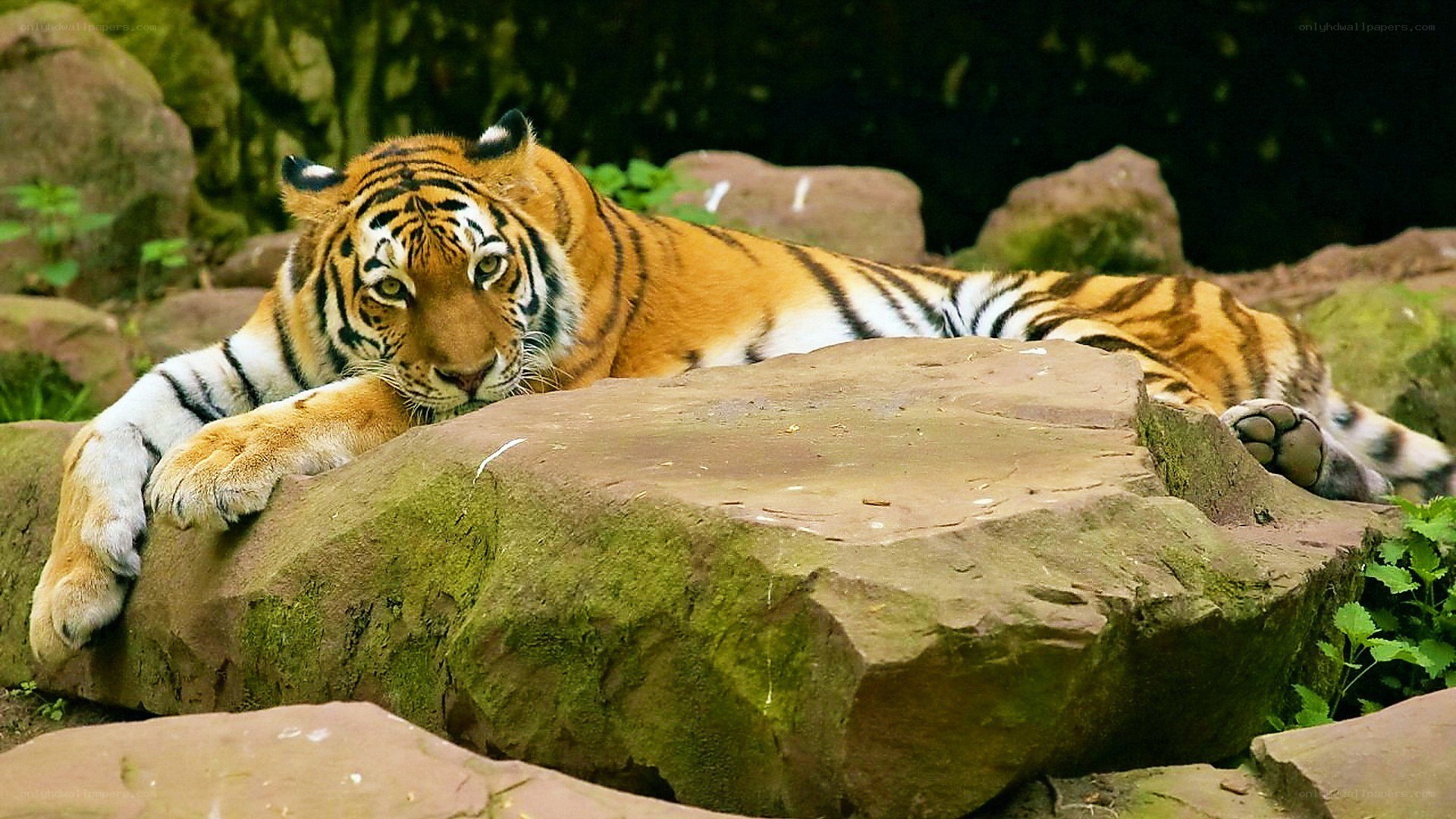 Tiger resting on a rock