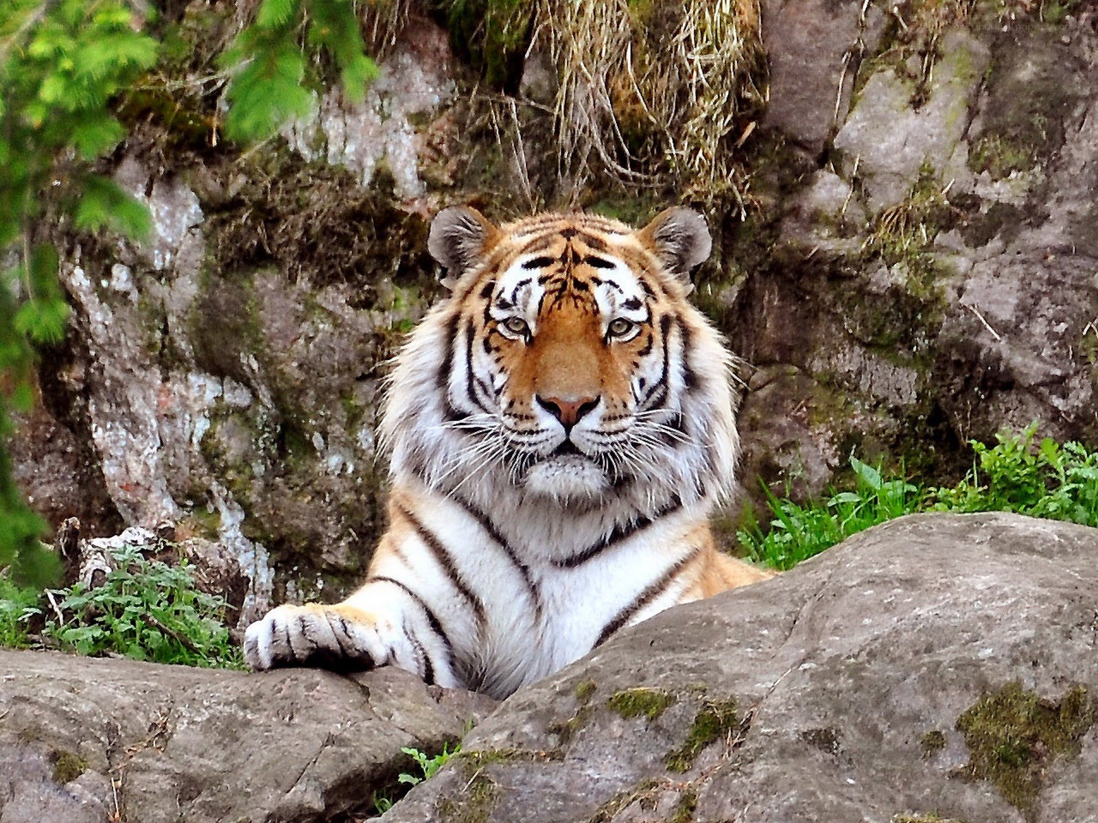 Tiger resting on a rock