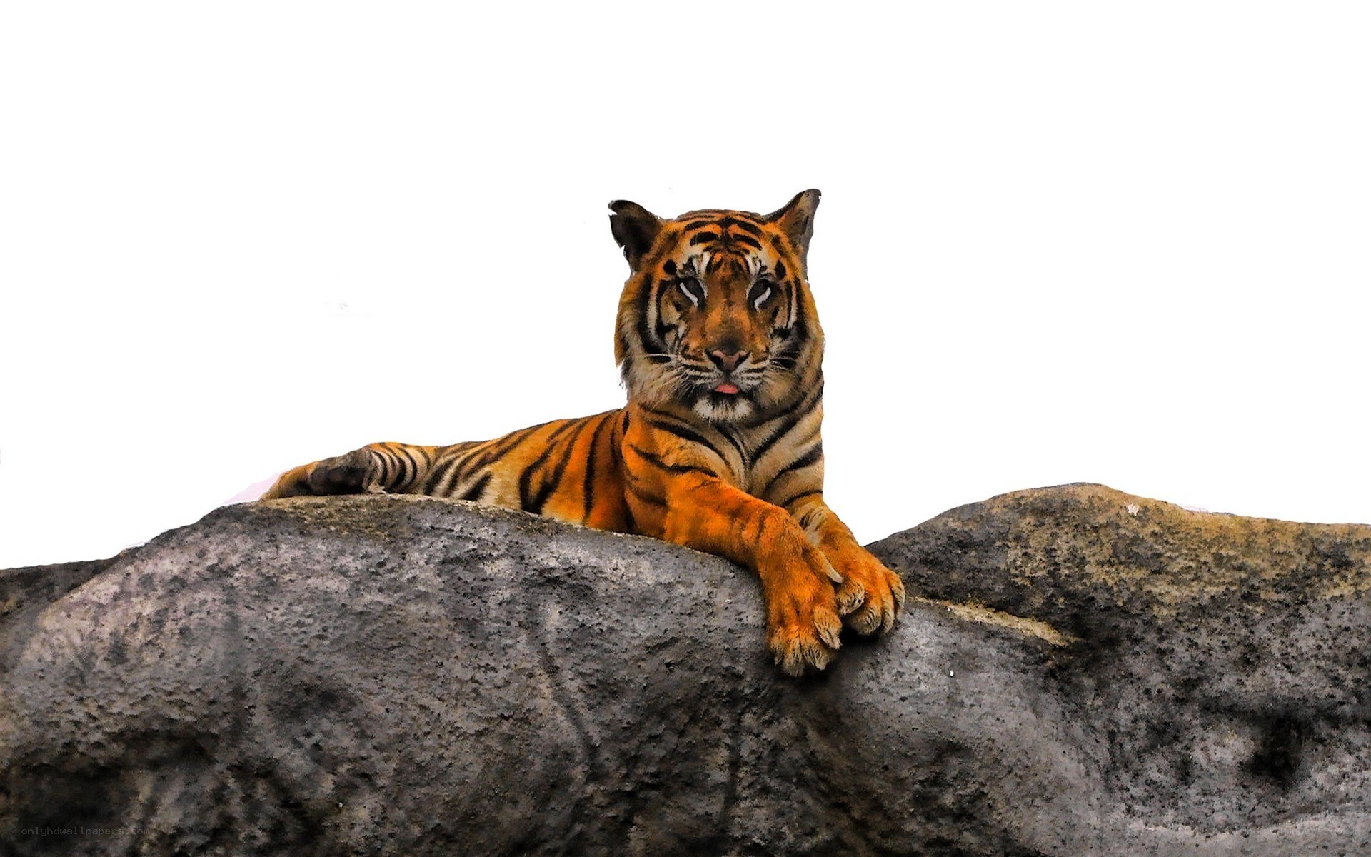 tiger resting on a rock