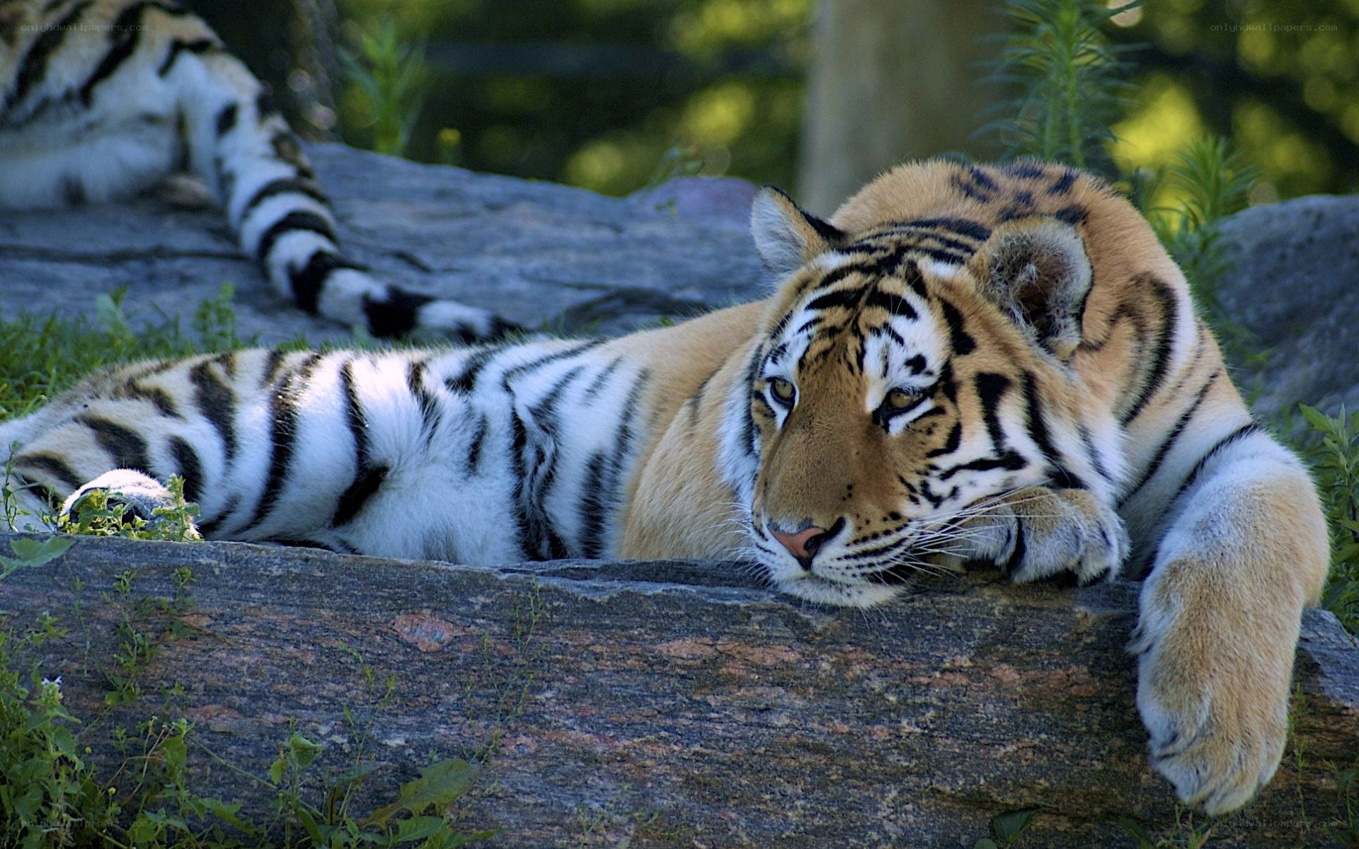 Tiger resting on a rock