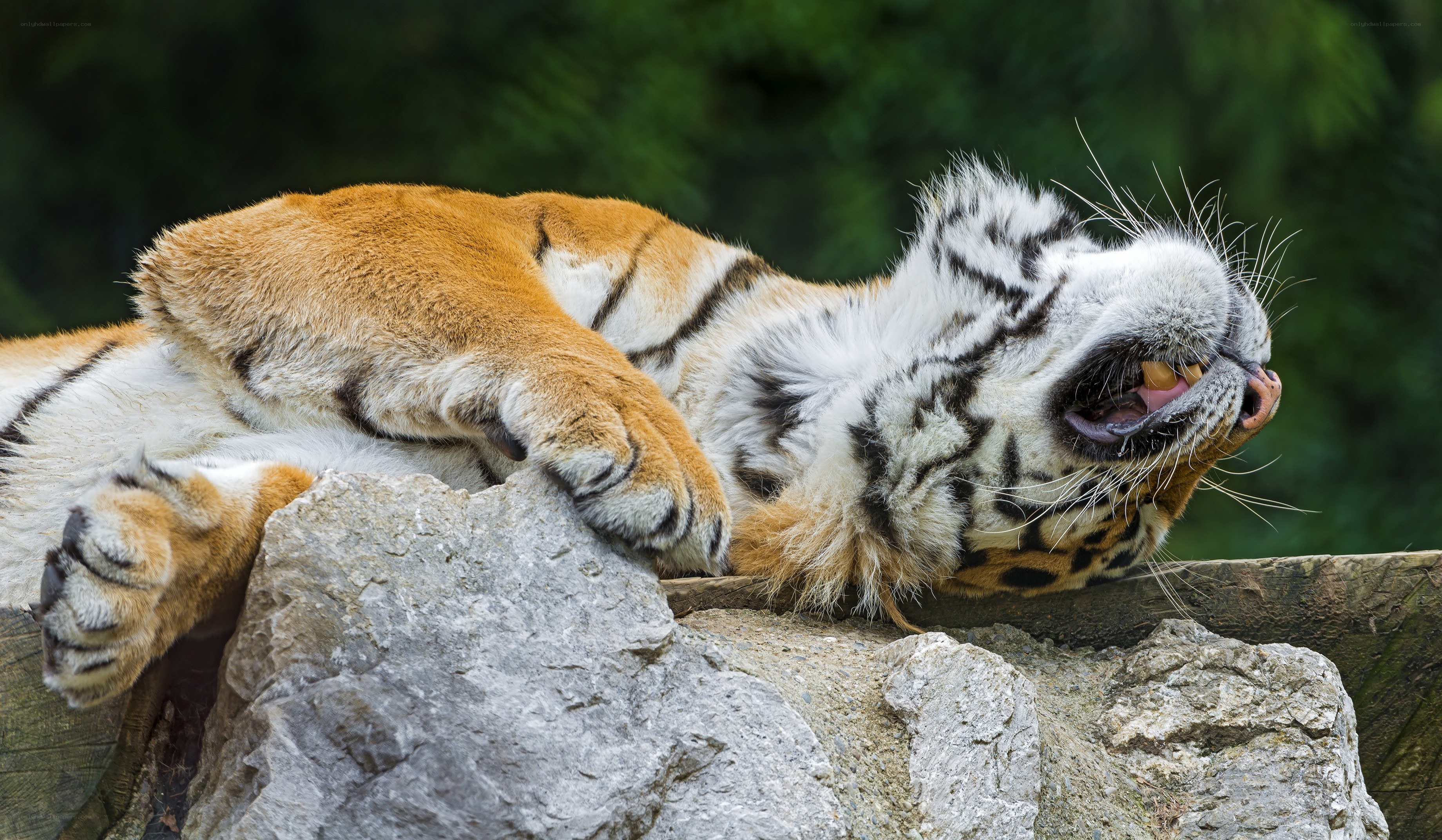 Tiger resting on a rock