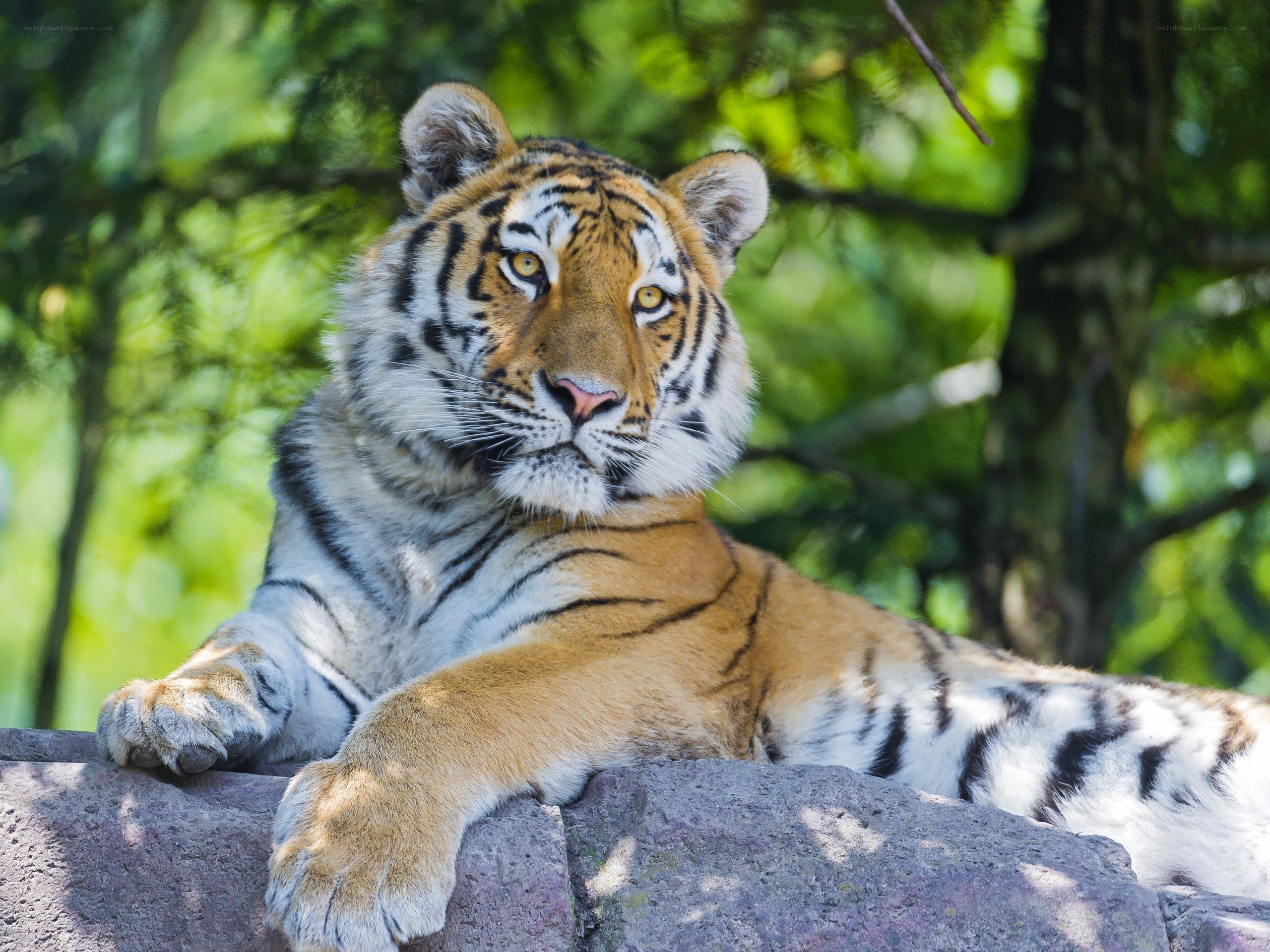Tiger resting on a rock