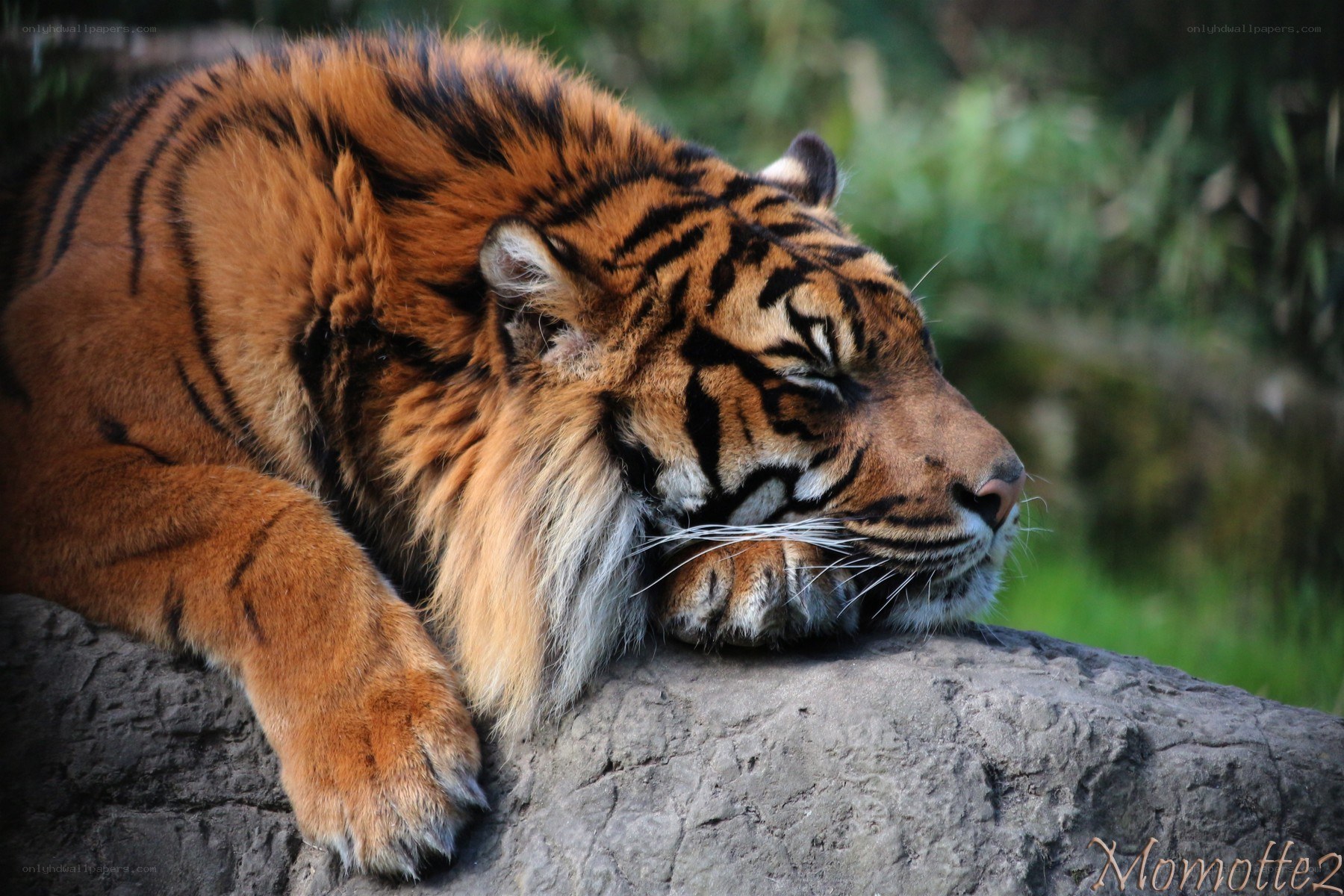 Tiger resting on a rock