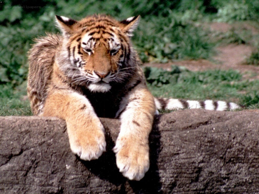 Tiger resting on a rock