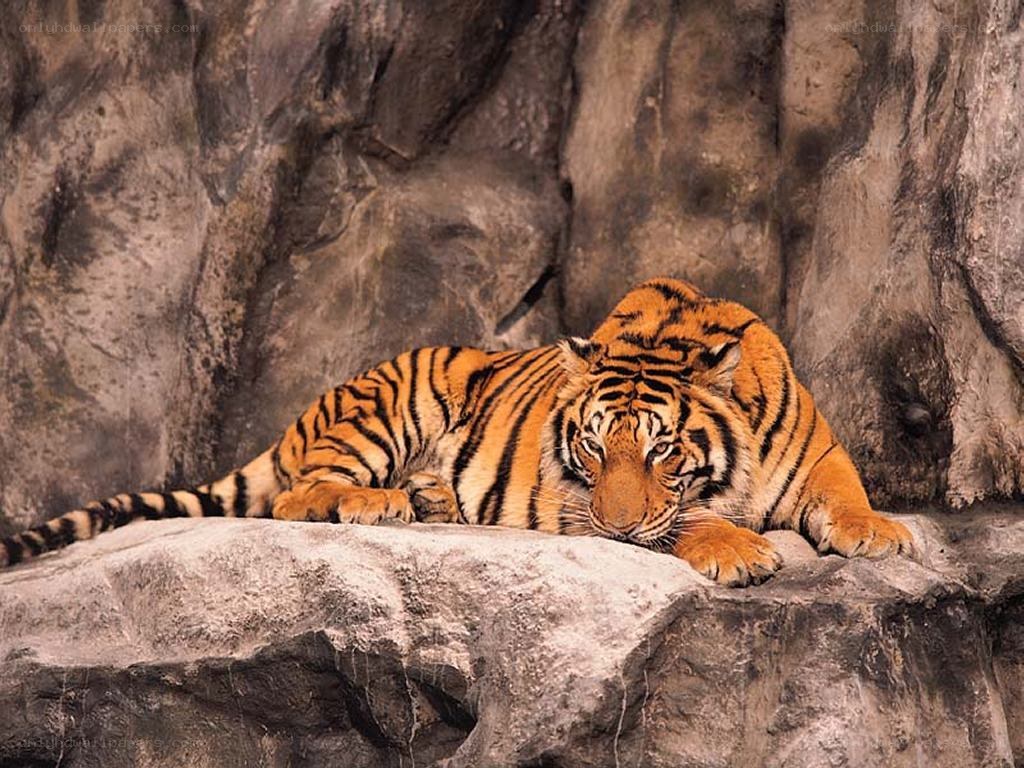 Tiger resting on a rock