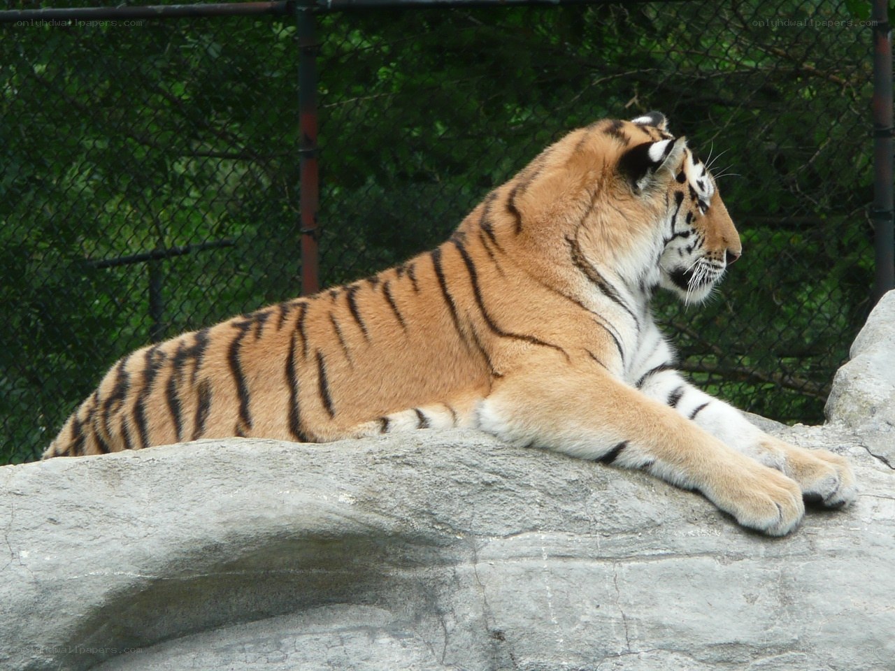 tiger resting on a rock