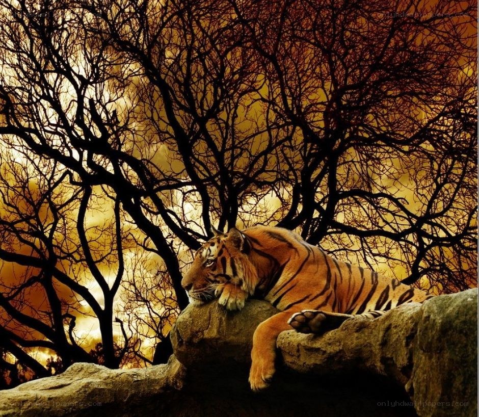 tiger resting on a rock