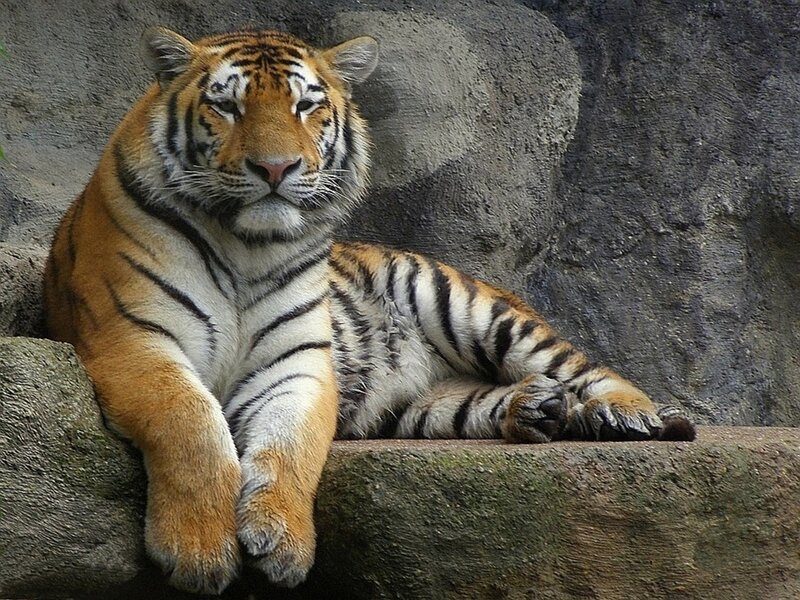Tiger resting on a rock