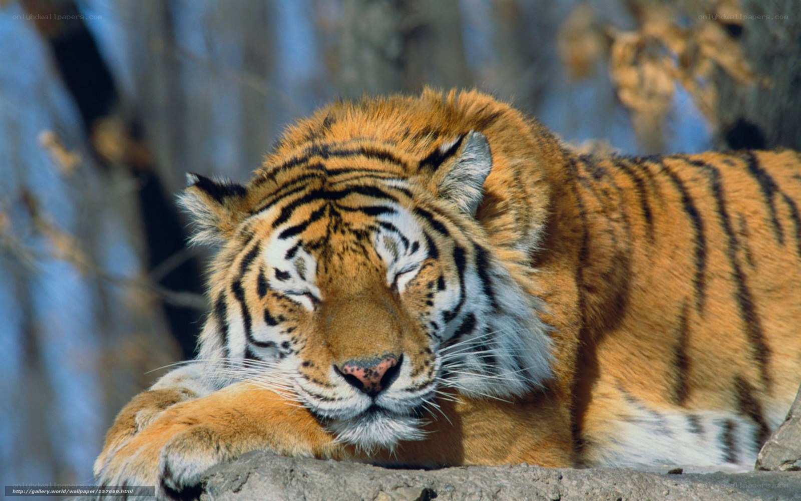Tiger resting on a rock