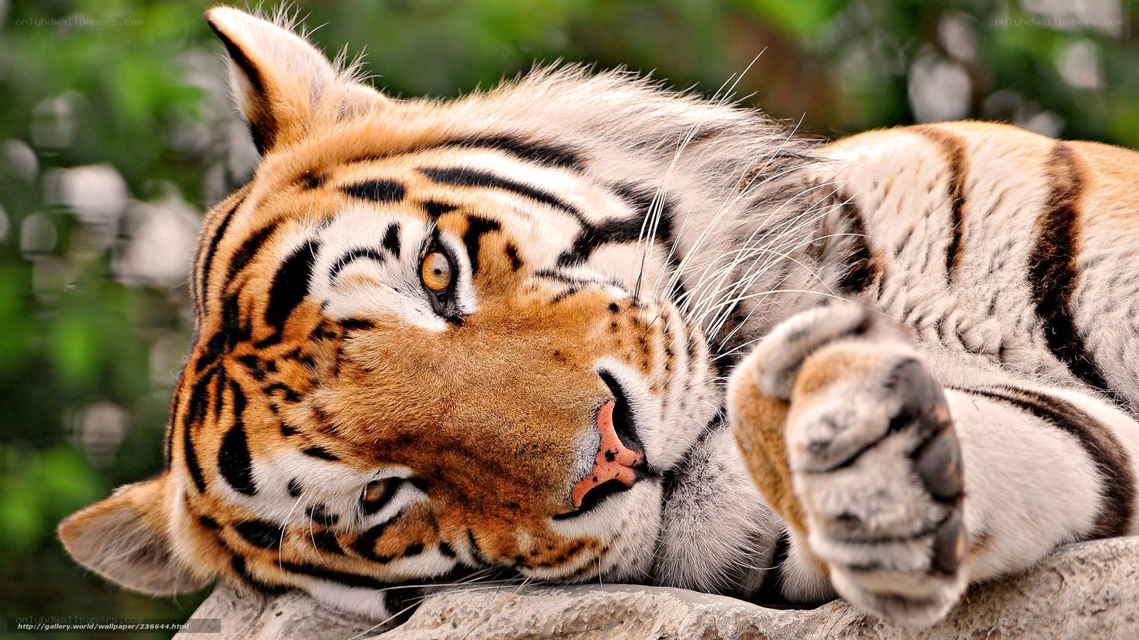 tiger resting on a rock