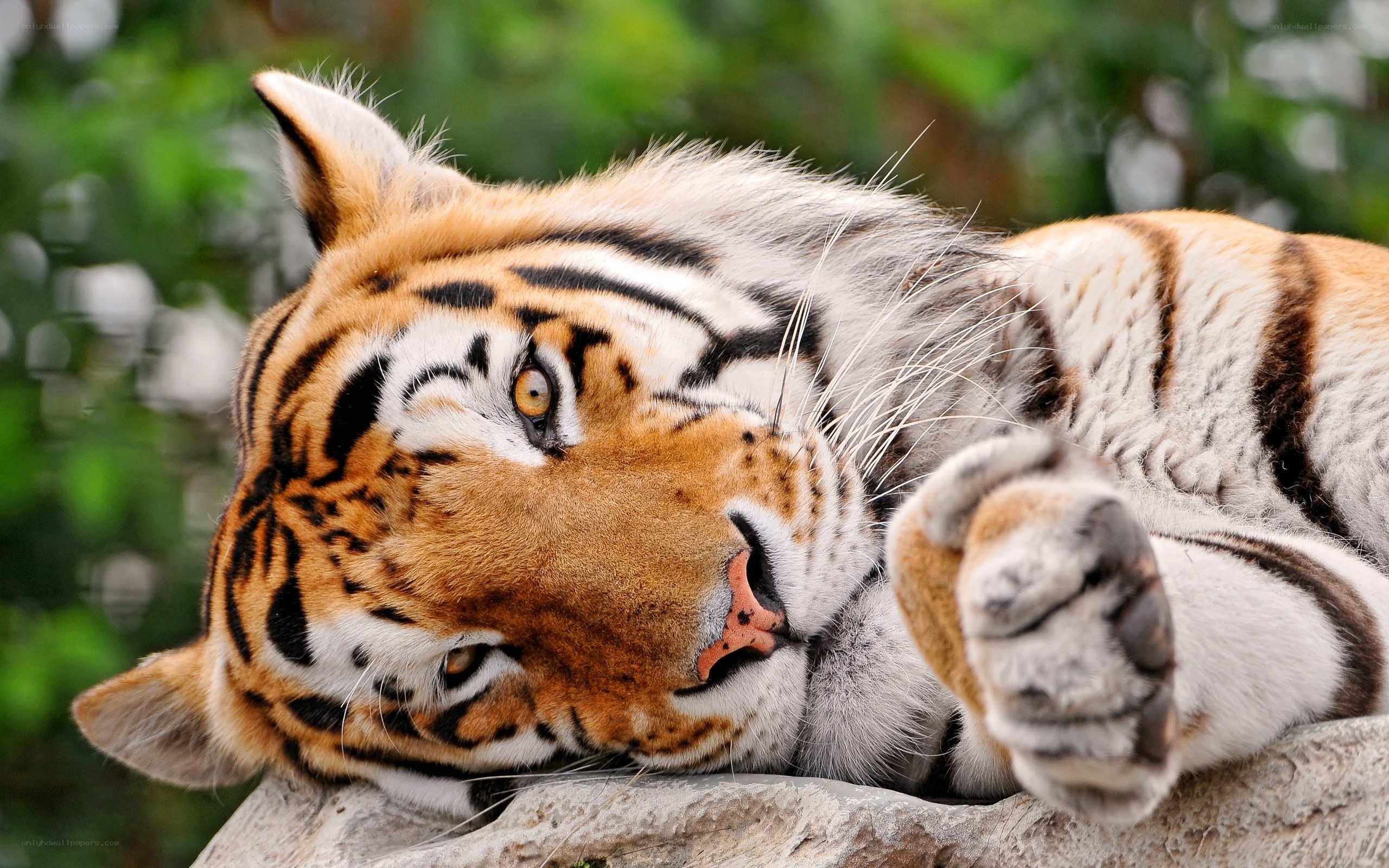 Tiger resting on a rock