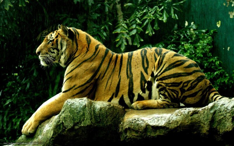 Tiger resting on a rock