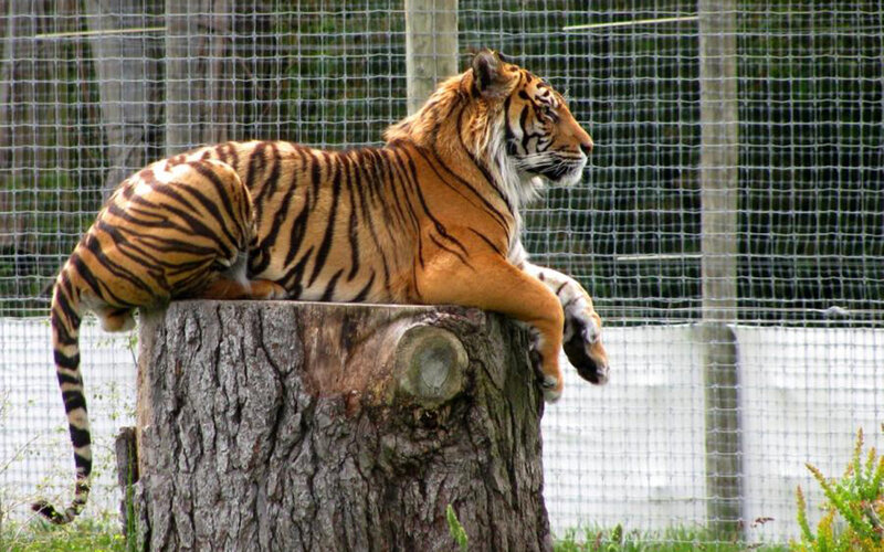 Tiger resting on a tree stump