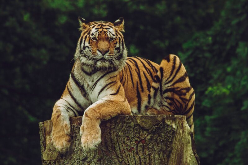 Tiger resting on a tree stump