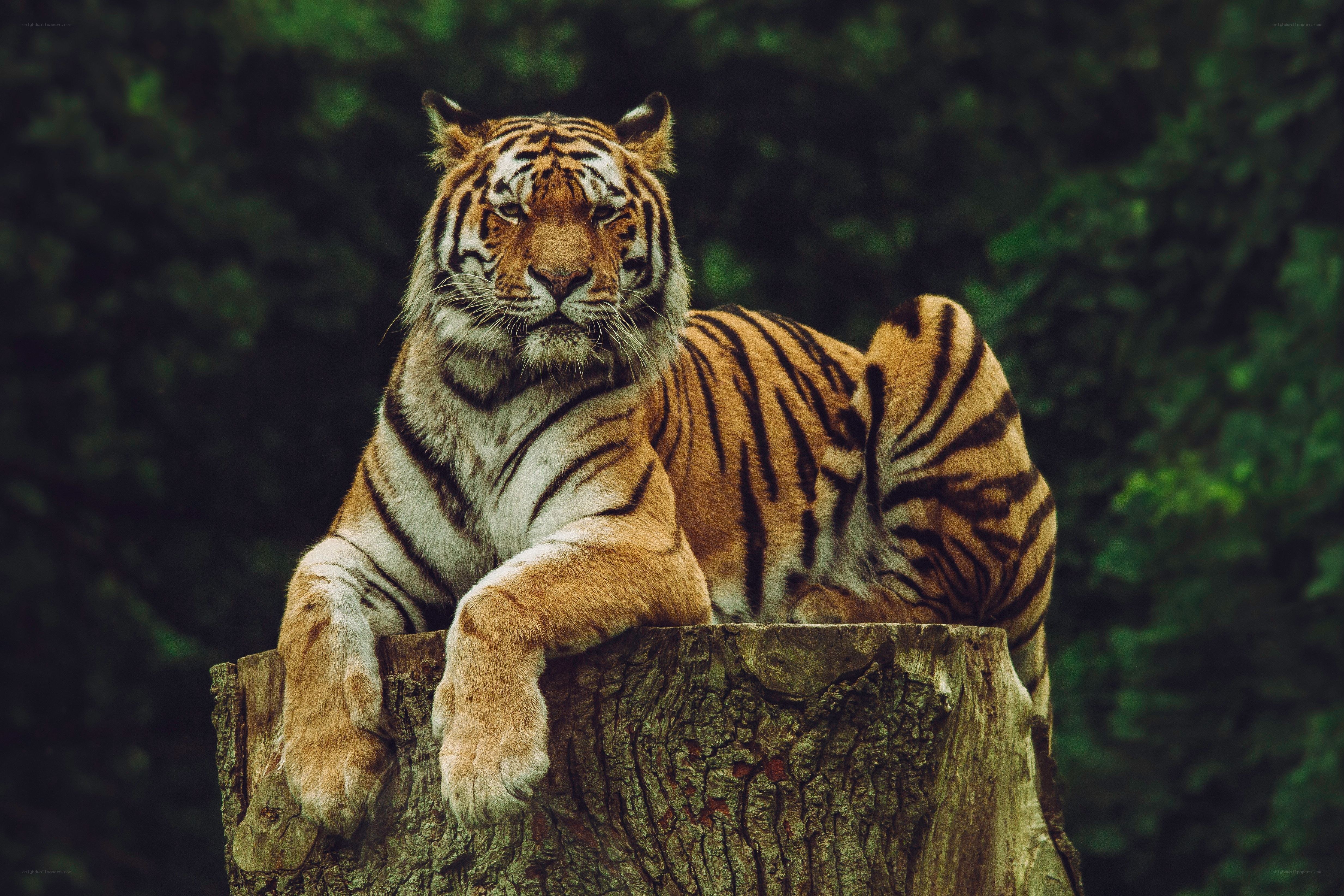 Tiger resting on a tree stump