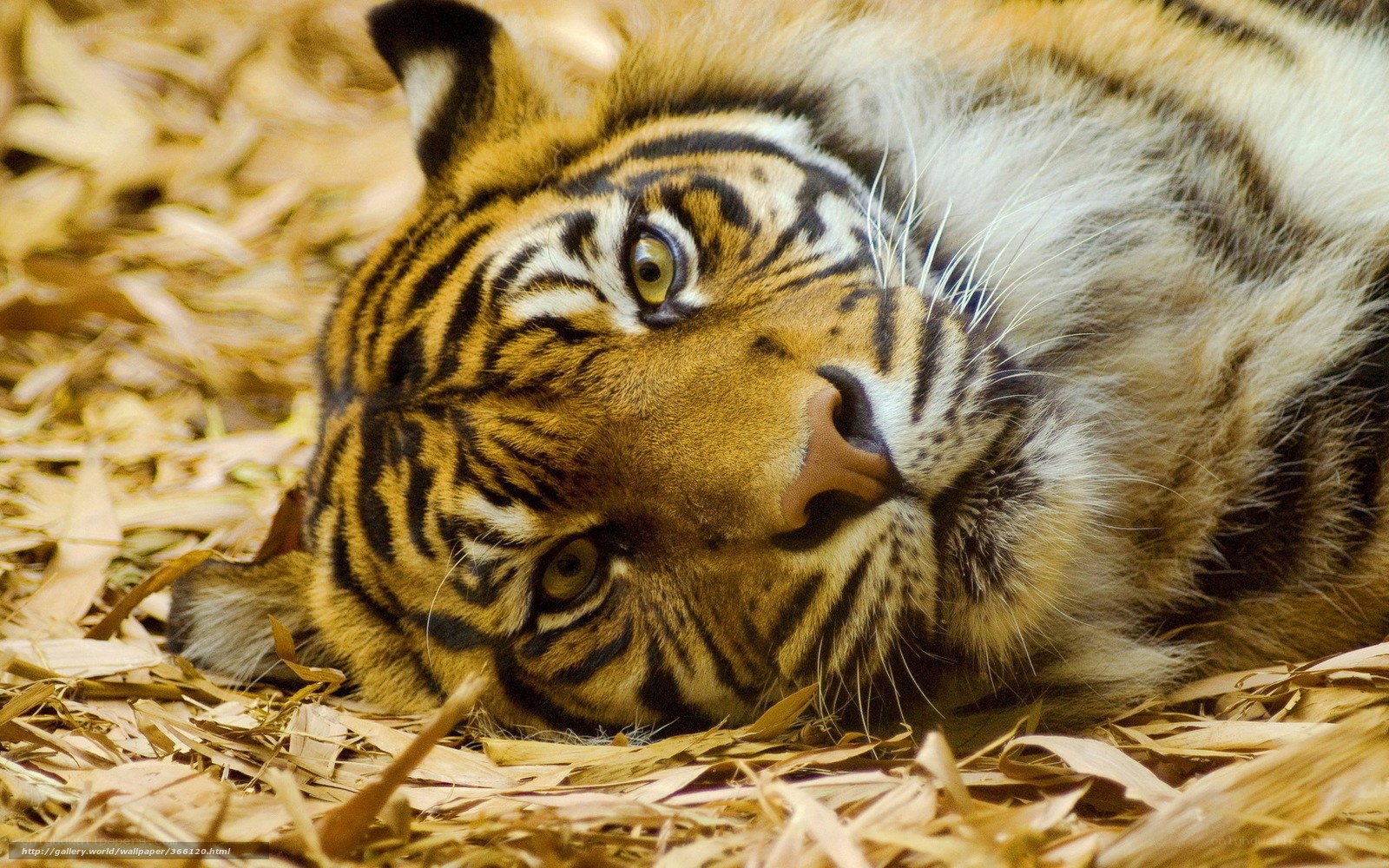 tiger resting on bamboo