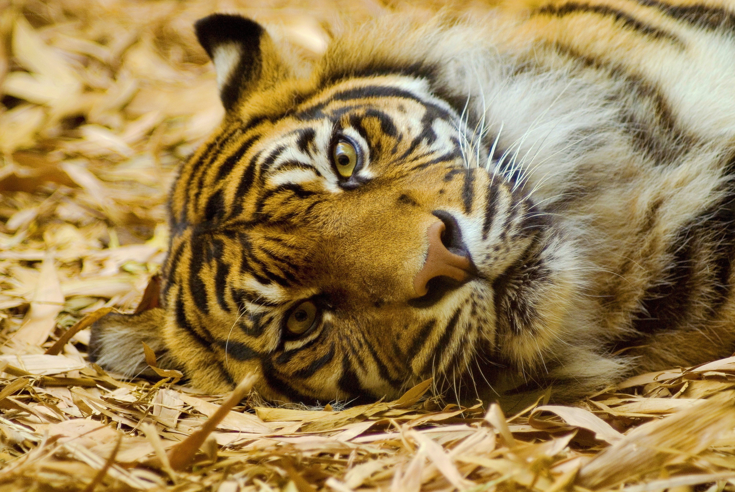 tiger resting on bamboo